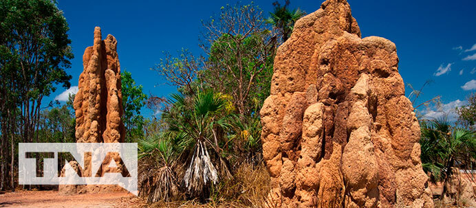 Magnetic Termite Mounds Litchfield National Park NT