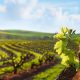 Barossa Valley bus hire wine tour